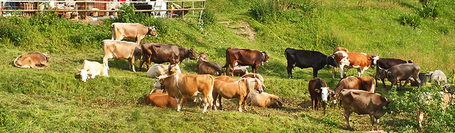 Mandria al pascolo a Madonna delle nevi